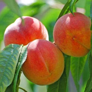 White-fleshed peach